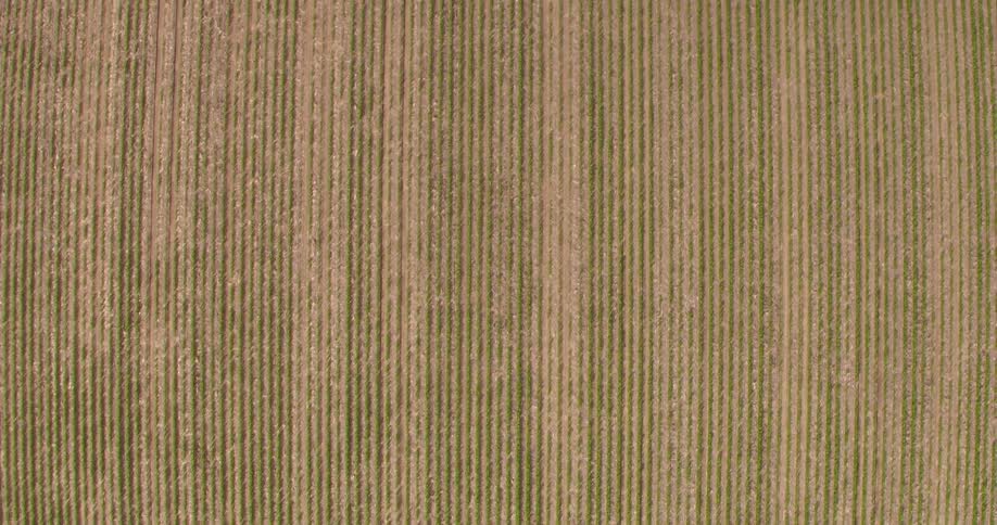 The long crop fields are gold and green in color