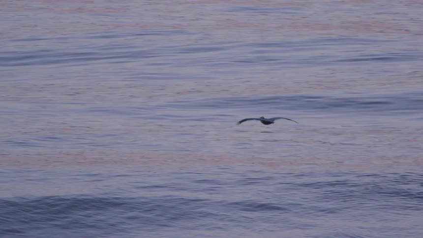 A bird is looking for food