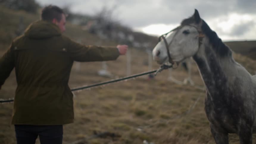 Man reaches out to pet a horse's nose