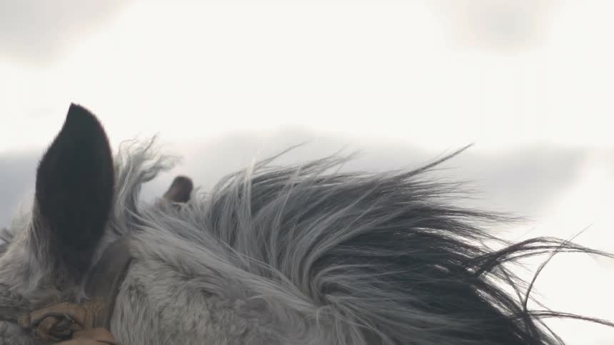 The wind is blowing a horse's mane outside on a cloudy day