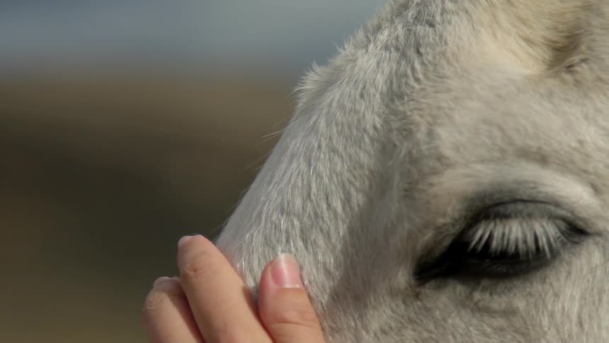 Person's hand pets a horse's head
