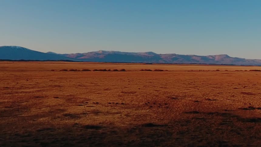 A herd of cattle is walking across a prairie during the day