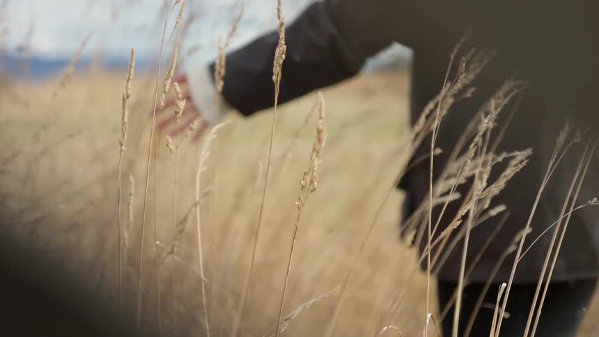 Person walks through tall weeds touching them as they walk by