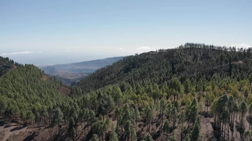 Pine trees cover mountains on a clear day