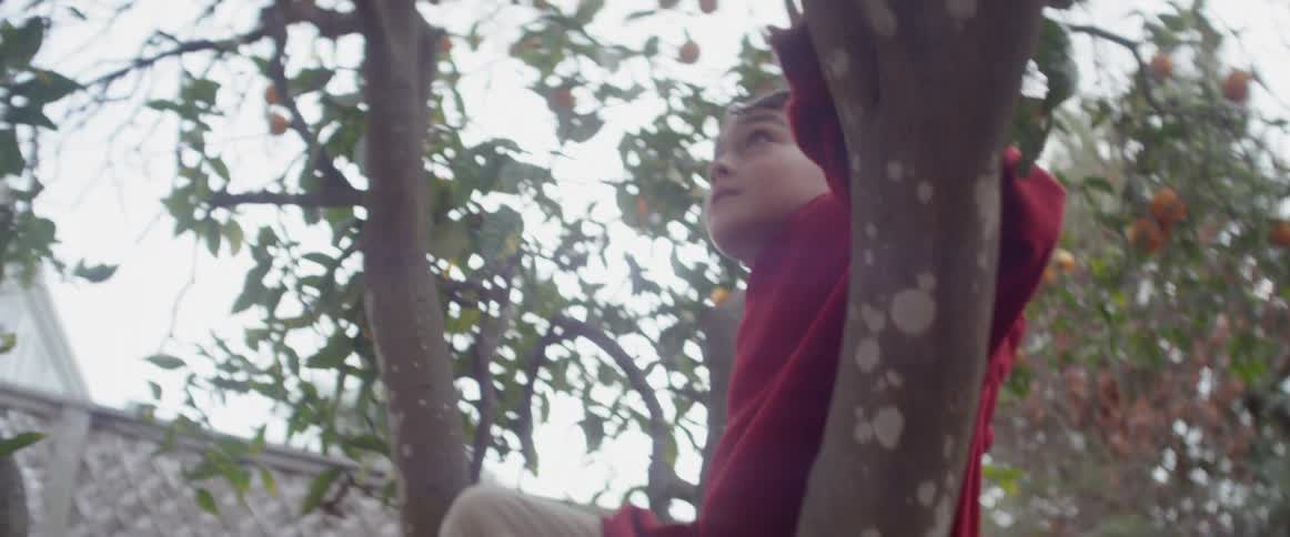 A boy is climbing up a tree in a backyard during the day