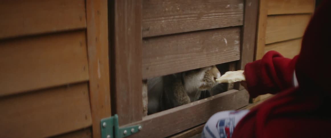 Someone feeds an animal through an opening in the gate