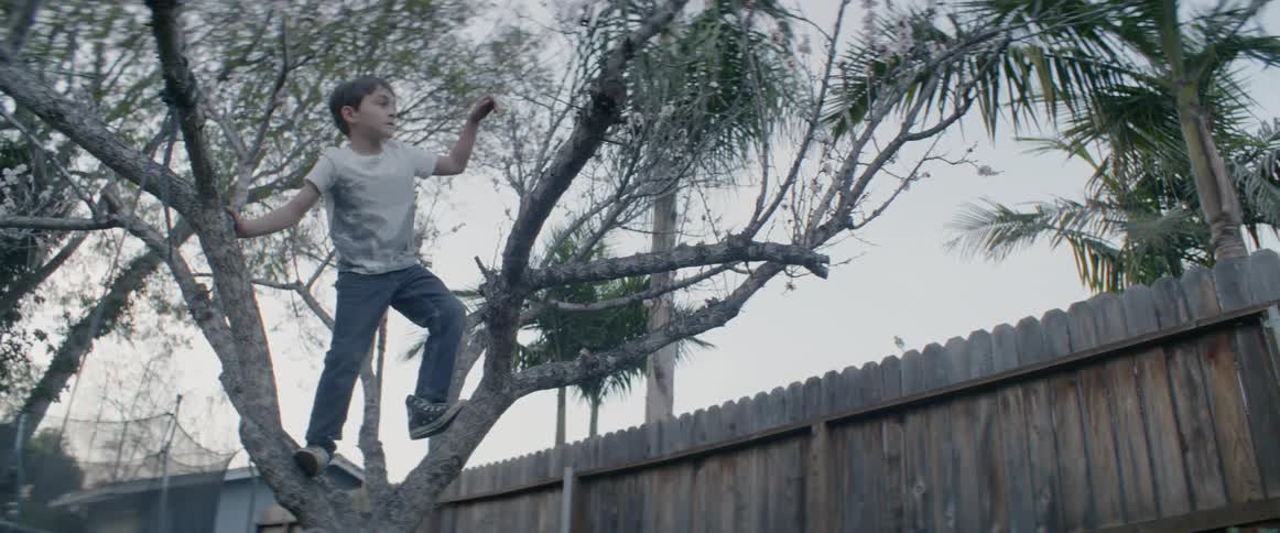 A young boy climbs in a tree