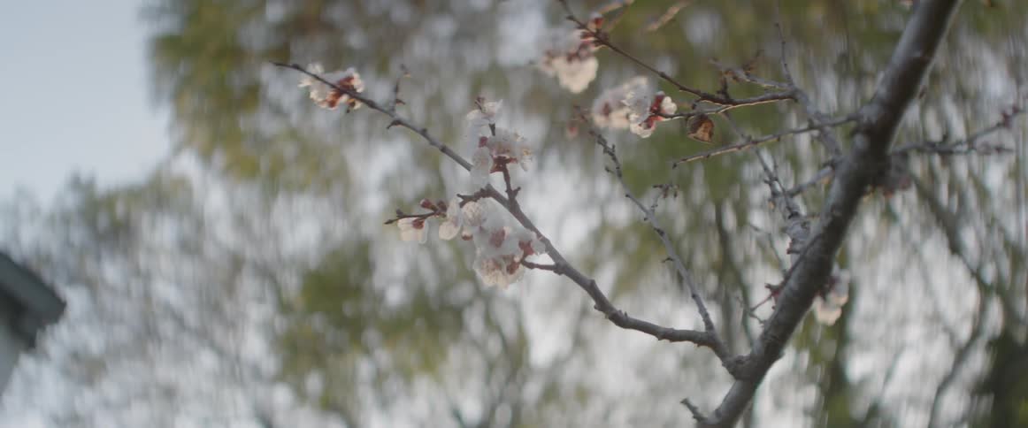 White flowers hang from a tree