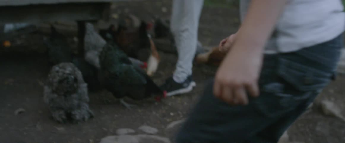 Two people feed chickens on a farm
