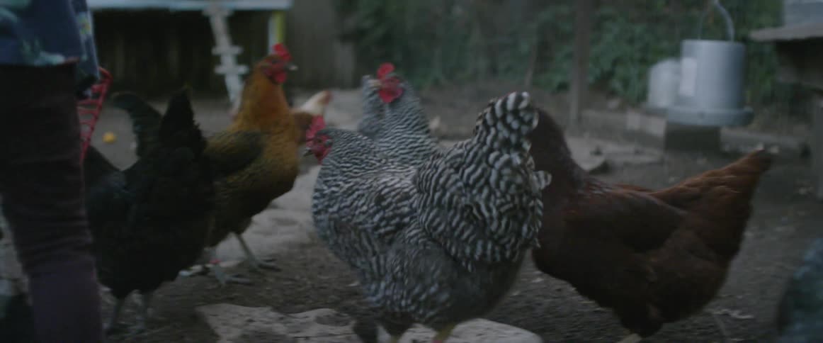 The chickens are being fed in the yard
