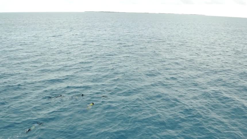 Divers are swimming in the ocean with dolphins in daylight