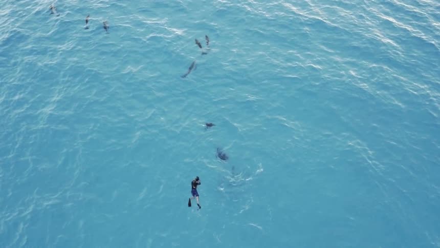 School of sharks swim on the ocean's surface