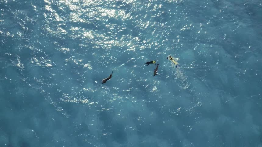 School of sharks swim on the ocean's surface