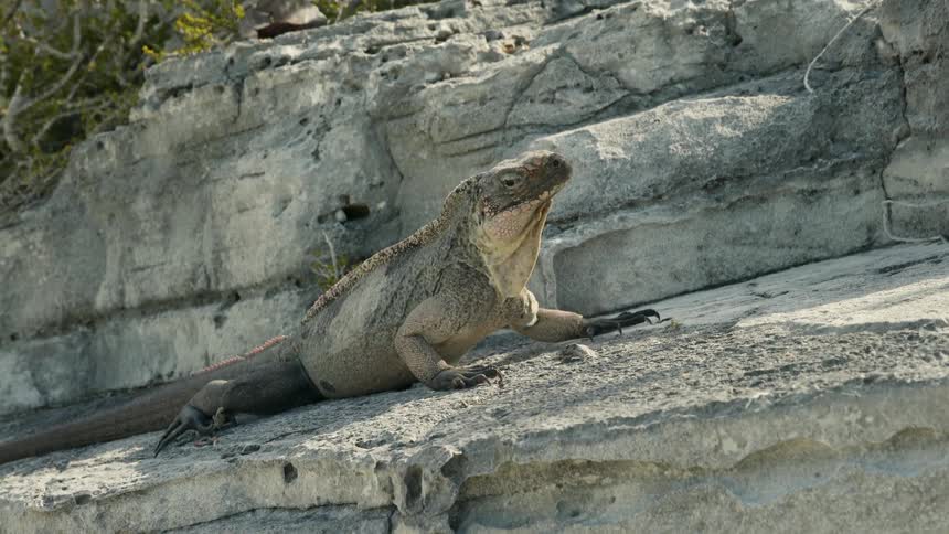 A large reptile rests on the stone