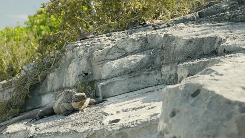 An iguana is resting on a rock ledge during the day