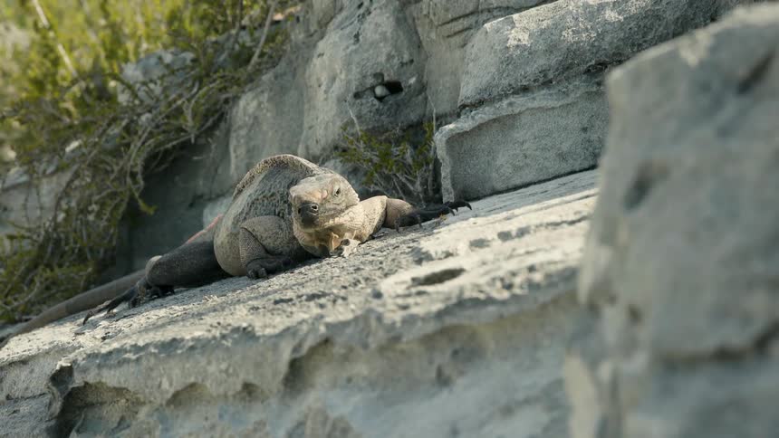 An iguana is resting on a rock ledge during the day