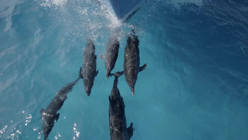Dolphins swim in front of a ship on the ocean