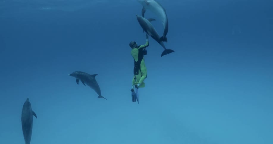 A diver reaches out to touch a dolphin as they swim up to the surface