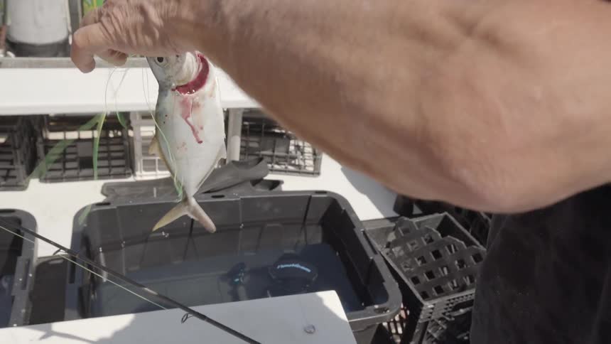 A man is putting a fish as bait on a fishing line as he stands on a boat in daylight