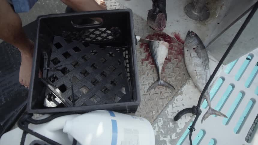 A man is cutting bait and putting it in a box as he works on a boat in daylight