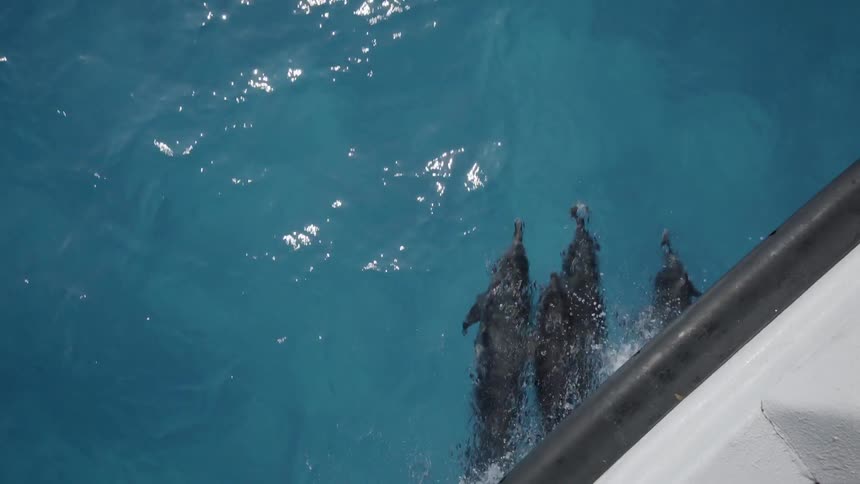 Dolphins swim alongside a ship on the ocean