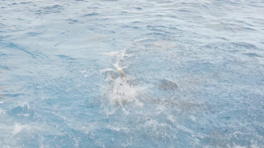 Person throws a piece of bait into the water and many sharks attack it