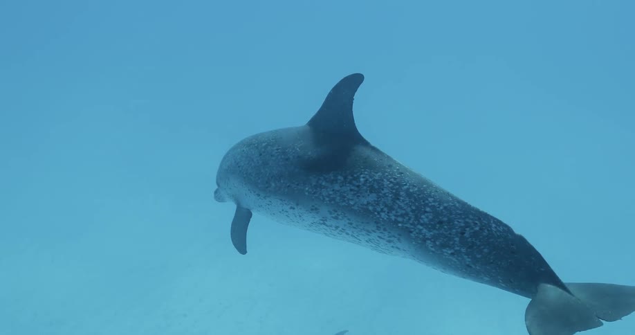 Shark swims in the ocean's water