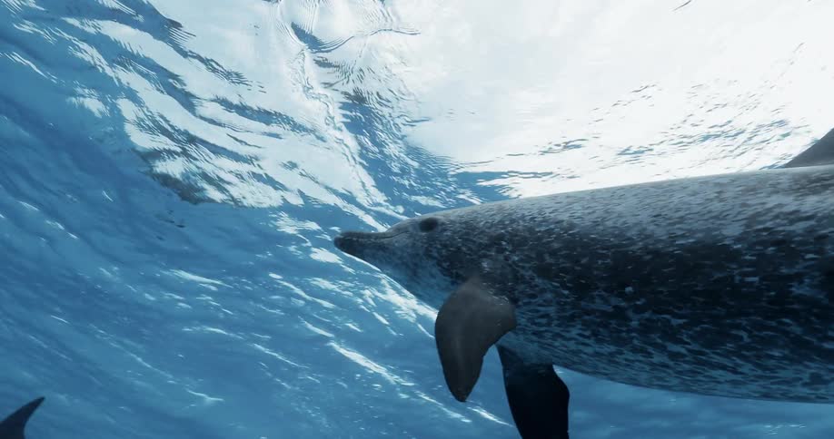 Dolphins are swimming and playing in the ocean during the day