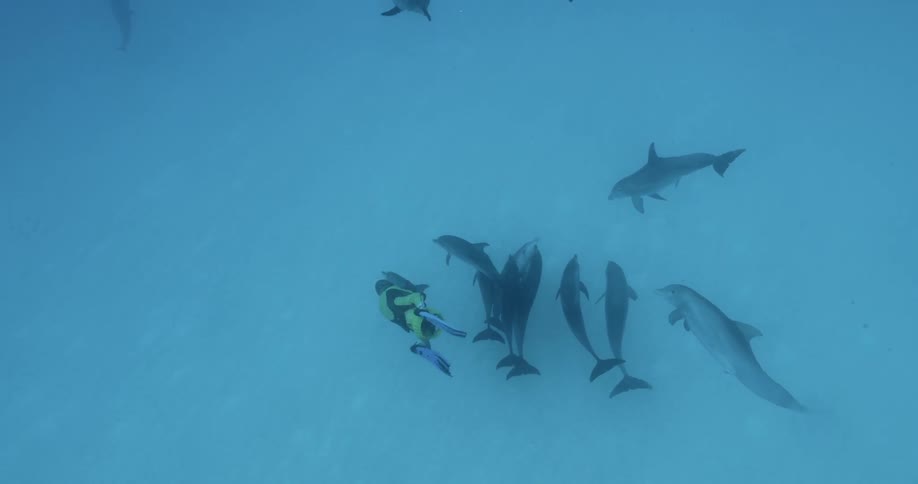 The diver moves down to the group of dolphins below