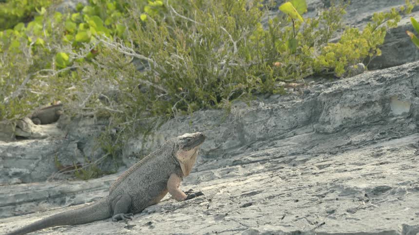 A large reptile rests on the stone