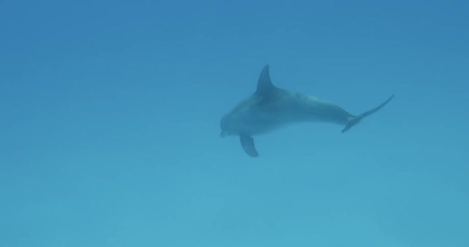 A dolphin is swimming under the water in daylight