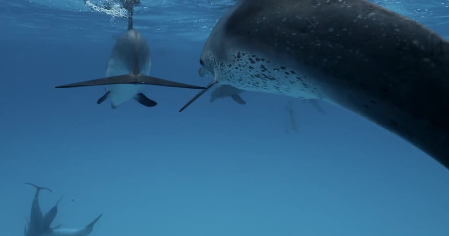 Dolphins are swimming and playing in the ocean during the day