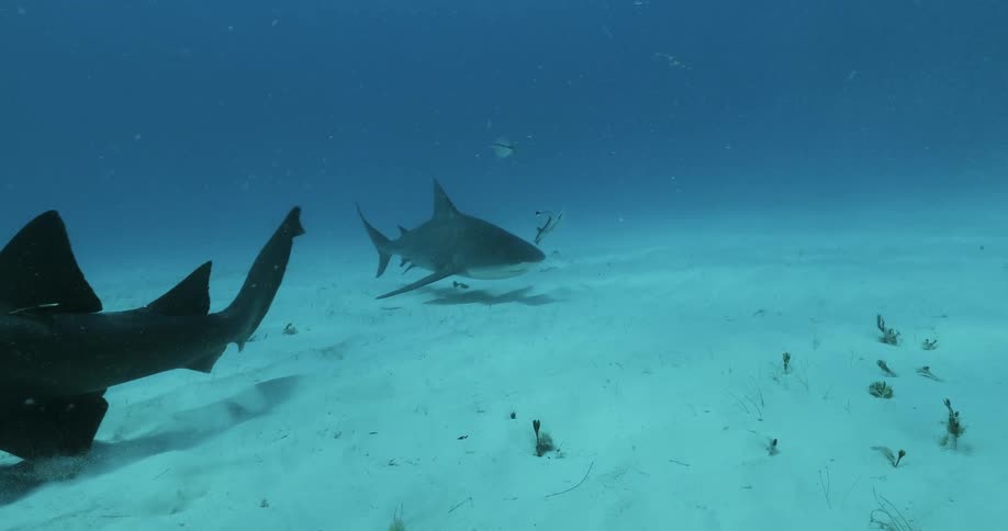 Divers swim with sharks and fish in the ocean