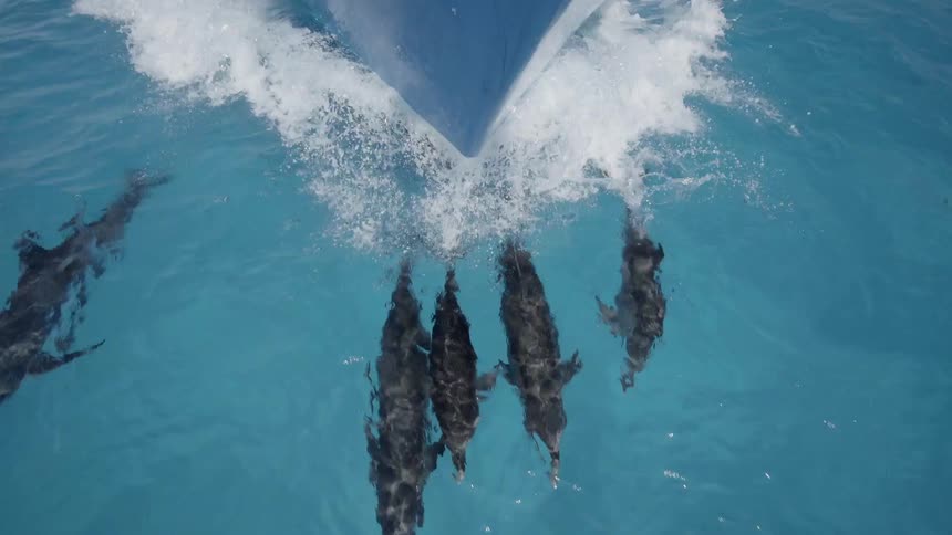 Dolphins are swimming at the prow of a ship during the day