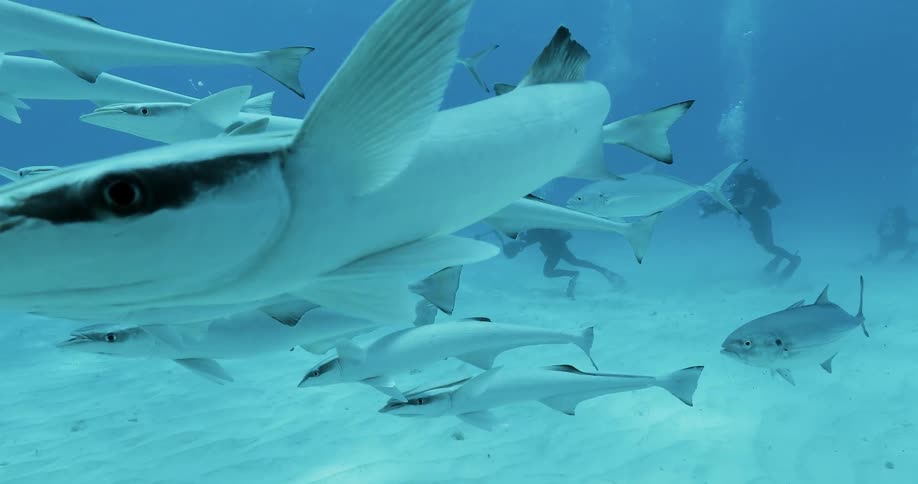 Sea creatures swim near the ocean floor