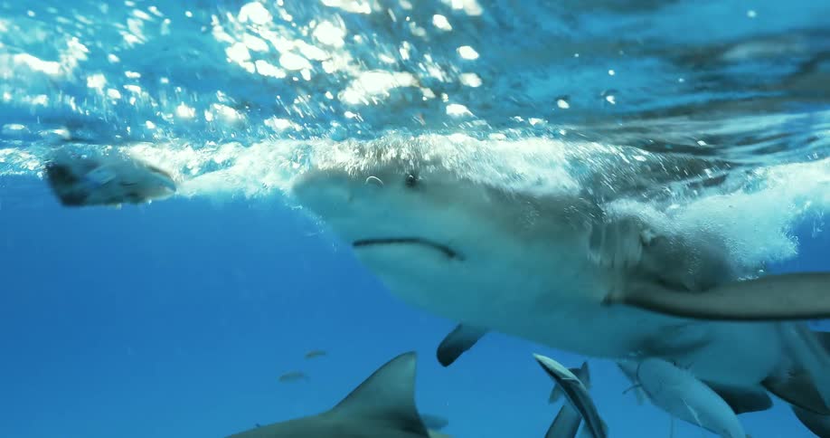 Shark dives after bait on the ocean surface