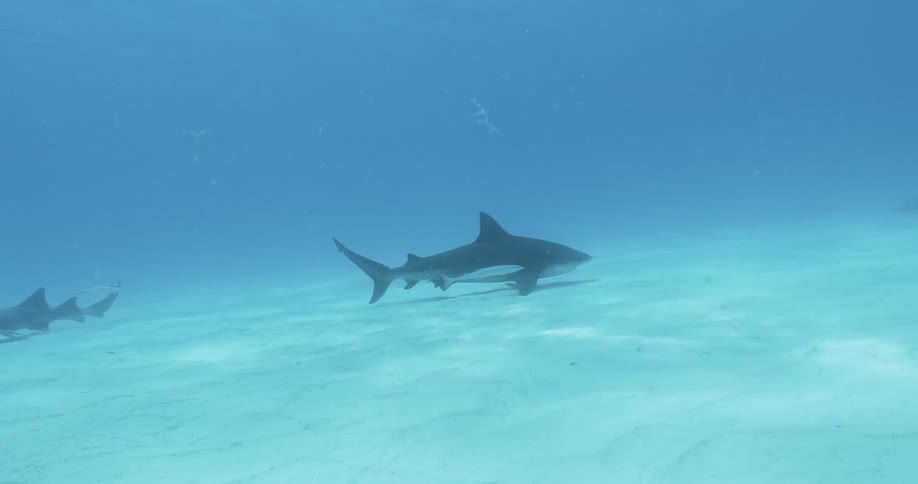 Sharks are lurking on the ocean's floor during daytime