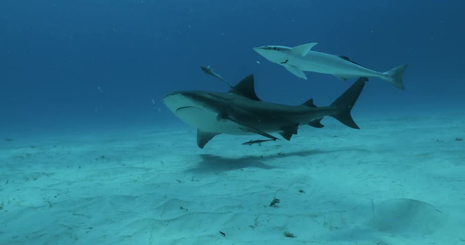 A shark and fish swim in the ocean