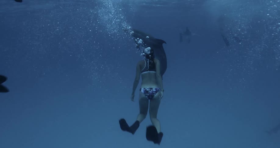 A woman is diving down and swimming with dolphins in the ocean in daylight