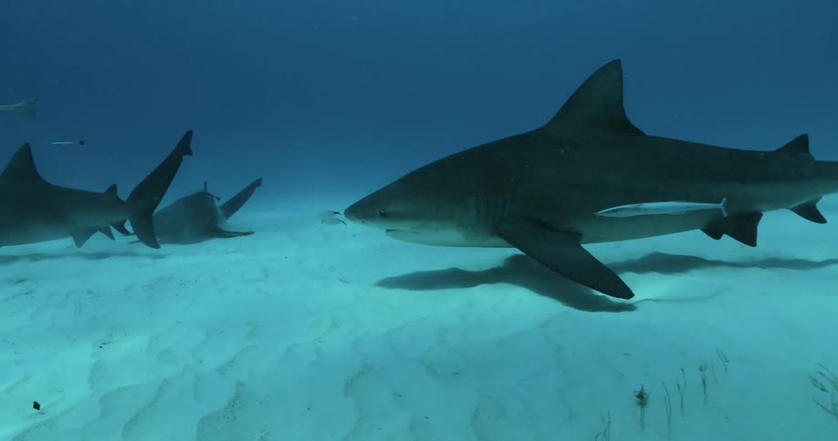 The sharks swim together on the bottom of the water