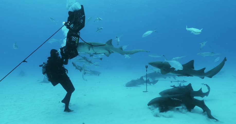 The diver is removing a crate floating by the sharks underwater