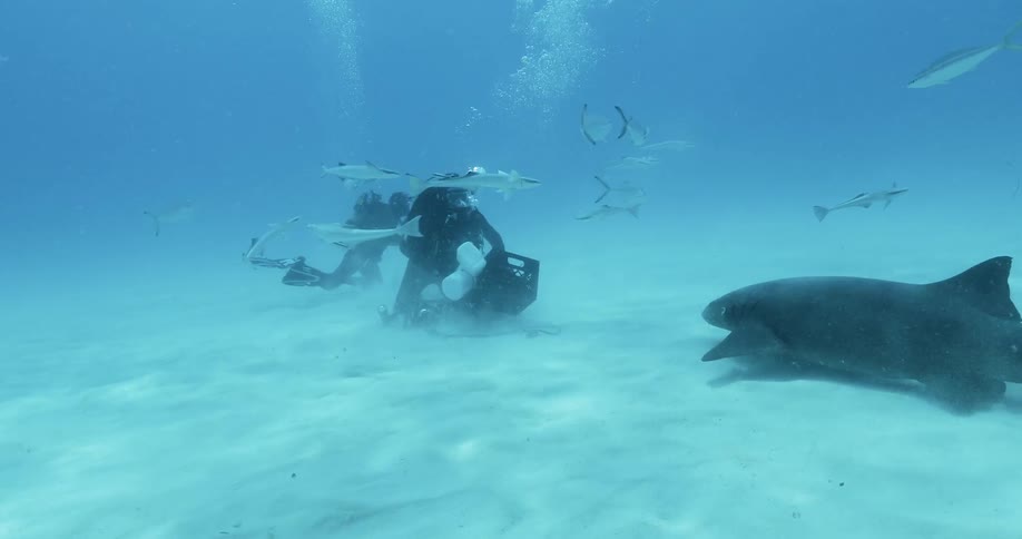 Divers swim with sharks and fish in the ocean