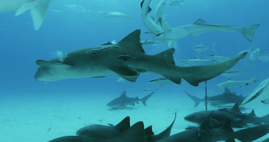 Small and large fish swim at the bottom of the ocean
