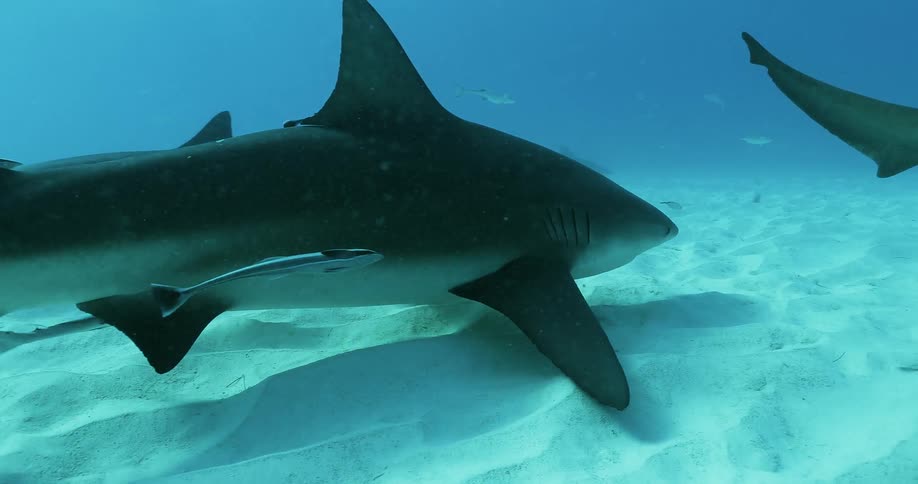 A shark is swimming along the ocean floor during the day