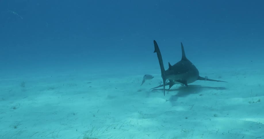 Shark swims near the ocean floor