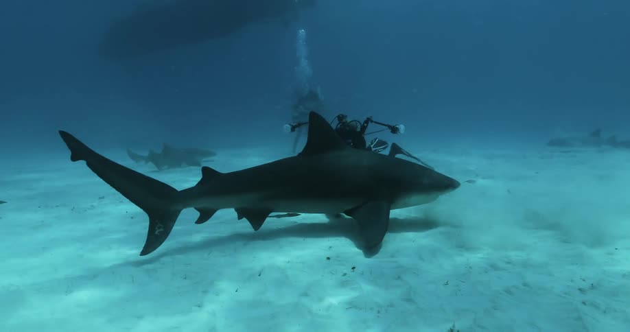 A shark swims past the diver recording