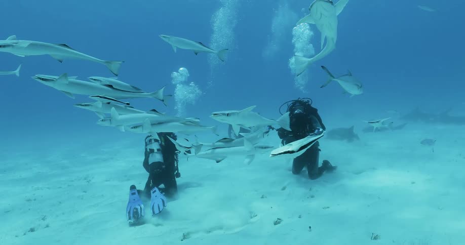 Divers swim with fish in the ocean
