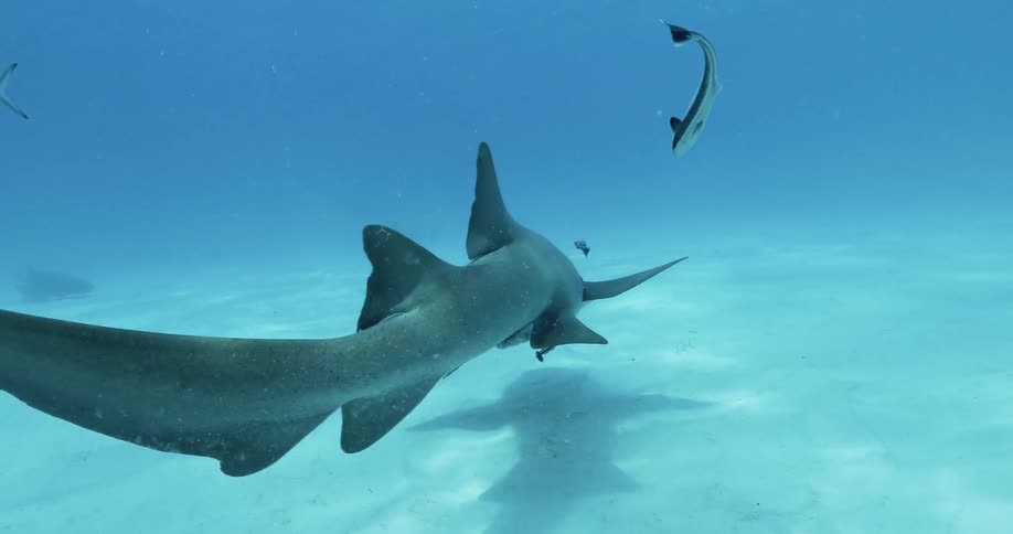 Sharks are swimming along the ocean floor during the day