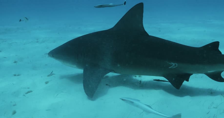 Fish swim alongside a shark in the ocean