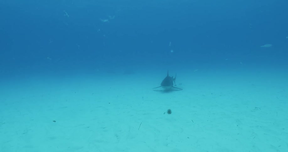 Sharks and fish swim in the ocean